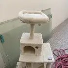 بيت للقطط