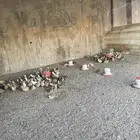 سمان للبيع بياض
