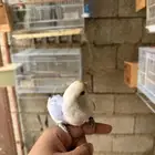 روز أليف