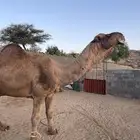 بعير منوب هايج جبر هايل على جميع شروط للبيع