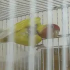 جوز روز منتج