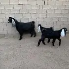 عنز والد متبوعه بتيسين