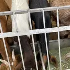 تيس مخصي وجفره