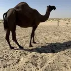 8 لقاحات طيبة وولادها بدري