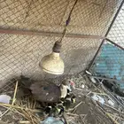 بطة مع عيالها منهم 8 للبيع