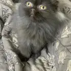 قطه