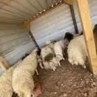 خرفان نعيم جذعان فل فل