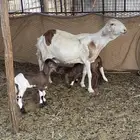 سواكنيه معها 2  فحل وجذع مشروط