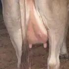 بقرة المانيه سنها رباع تحتها عجله مزيونه