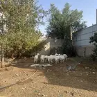 رخال حري