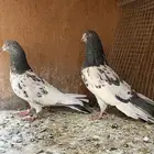 جوز بكستاني رام