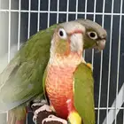 جوز كنيور منتج