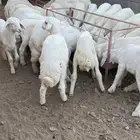 طليان تربيه نظيفه