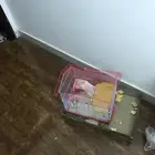 هامستر جميل للبيع