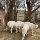 8 خرفان حري للبيع