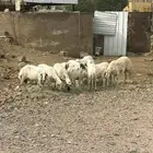 رخال