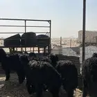 تم البيع