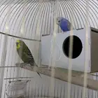 جوز بادجي للبيع بدون شبك والتوصيل على المشتري