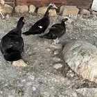 بط بلدي