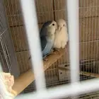 جوز روز منتج للبيع
