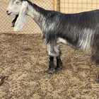 عنز عارضيه حليب صنفف