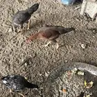 دجاج