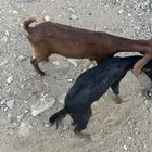 تيوس