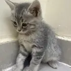 قطط للتبني  كتن