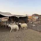 طليان حريات ذبايح