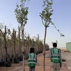 اشجار بوهينيا للبيع ( خف الجمل ) (  Bauhinia )