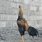 ديك سندي اصلي