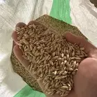 شعير بلدي للحلال مكيس الكمية محدودة