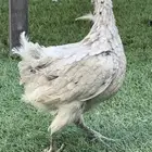 دجاجه كويتي حباحب