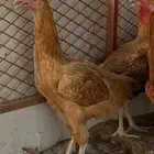 للبيع دجاج