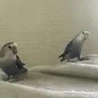 ببغاء روز للبيع