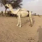 عشرا مبيوع حاشيها