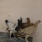 دجاج بلدي