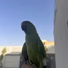 دره للبيع
