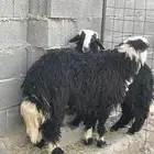 طليان نجدي فااخره