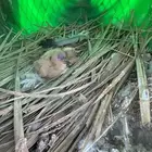 حمام زاجل منتج لبيع حجم كبير الموقع طبرجل