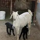 عنز متاومه للبيع رايم شرط