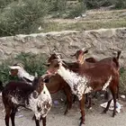 غنم وشح دهم