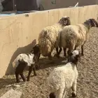 مطافيل نعيم رغث متابيع