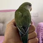 روز الييف
