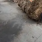 نخله