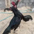 للبيع ديك ودجاجة تايلندي بيور