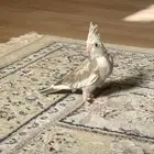 فرخ كروان هولندي تم البيع