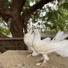 حمام