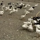 بط بكيني للبيع الأبيض فقط