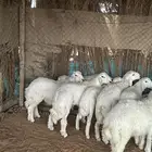 حري و نعيمي للبيع